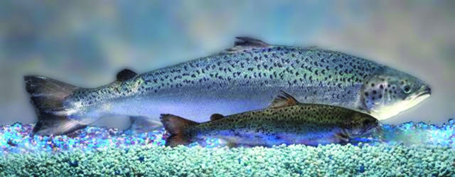 Genetically Engineered Atlantic Salmon Approved For Human Consumption