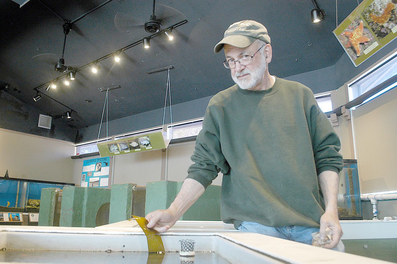 Robert Campbell of Port Angeles inspects the tanks at the Feiro Marine Life Center in Port Angeles, where he is the facilities director. Today marks his last day on the job. He is retiring after 13 years. (Chris McDaniel/Peninsula Daily News)