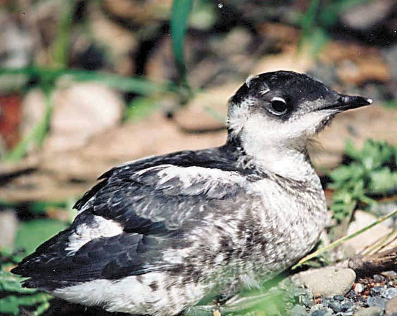 Marbled murrelet (U.S. Forest Service)