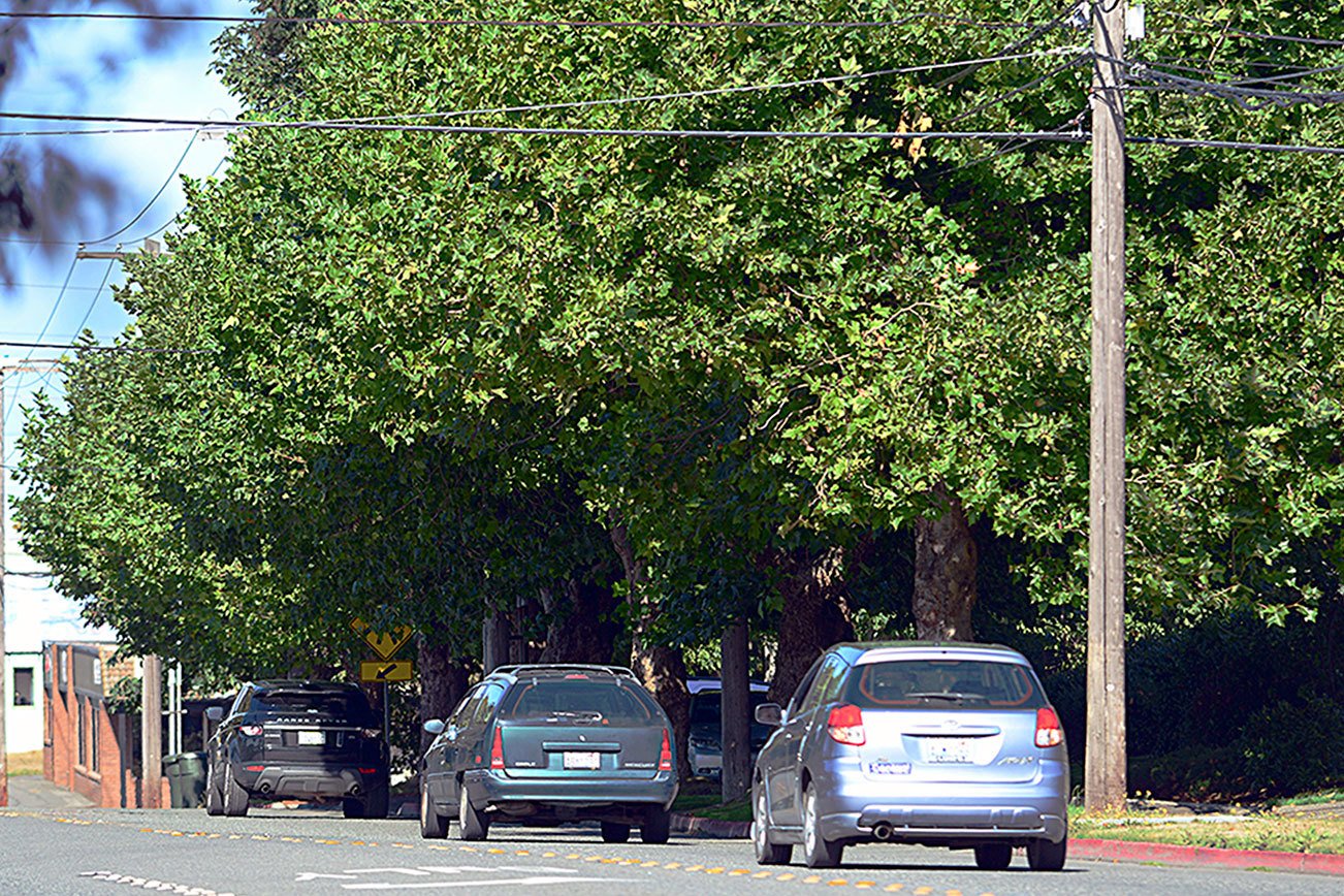 Port Angeles to replace Peabody trees