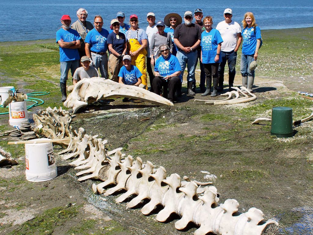 Gray Whale Bones Being Prepared For Exhibit At Port Townsend Marine