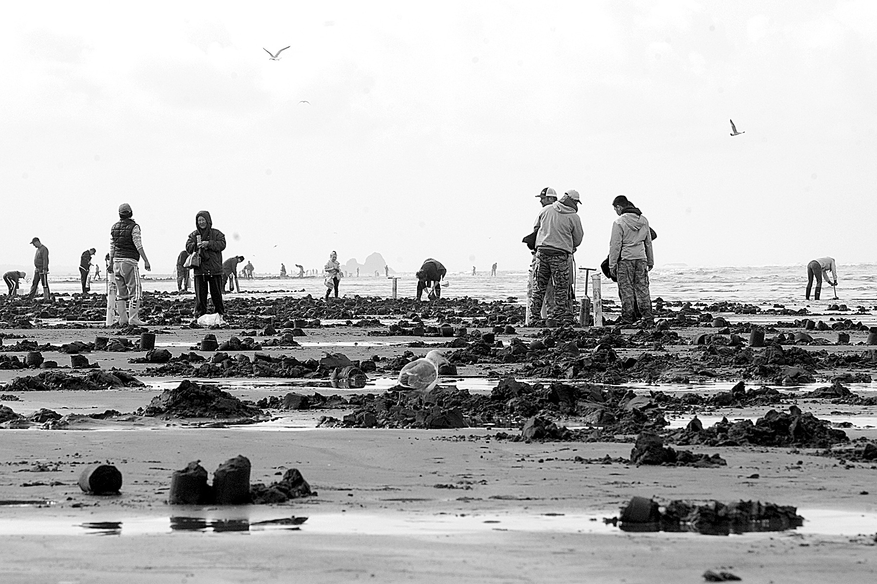 Lonnie Archibald/for Peninsula Daily News                                Razor clam diggers and the clams they sought were numerous during a 2014 dig at Mocrocks.