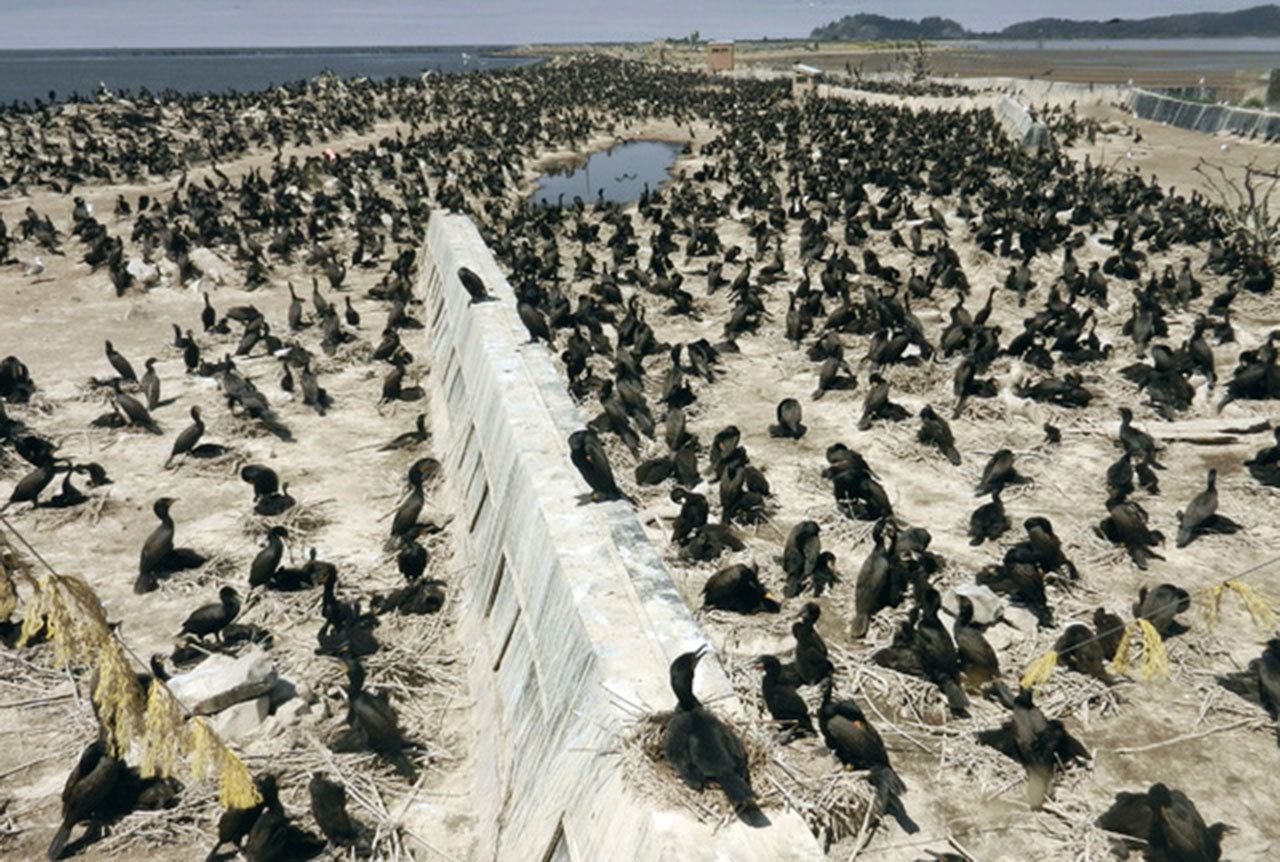 A federal judge has ruled that the U.S. Army Corps of Engineers can continue killing double-crested cormorants that prey on Columbia River salmon and steelhead. (The Associated Press)