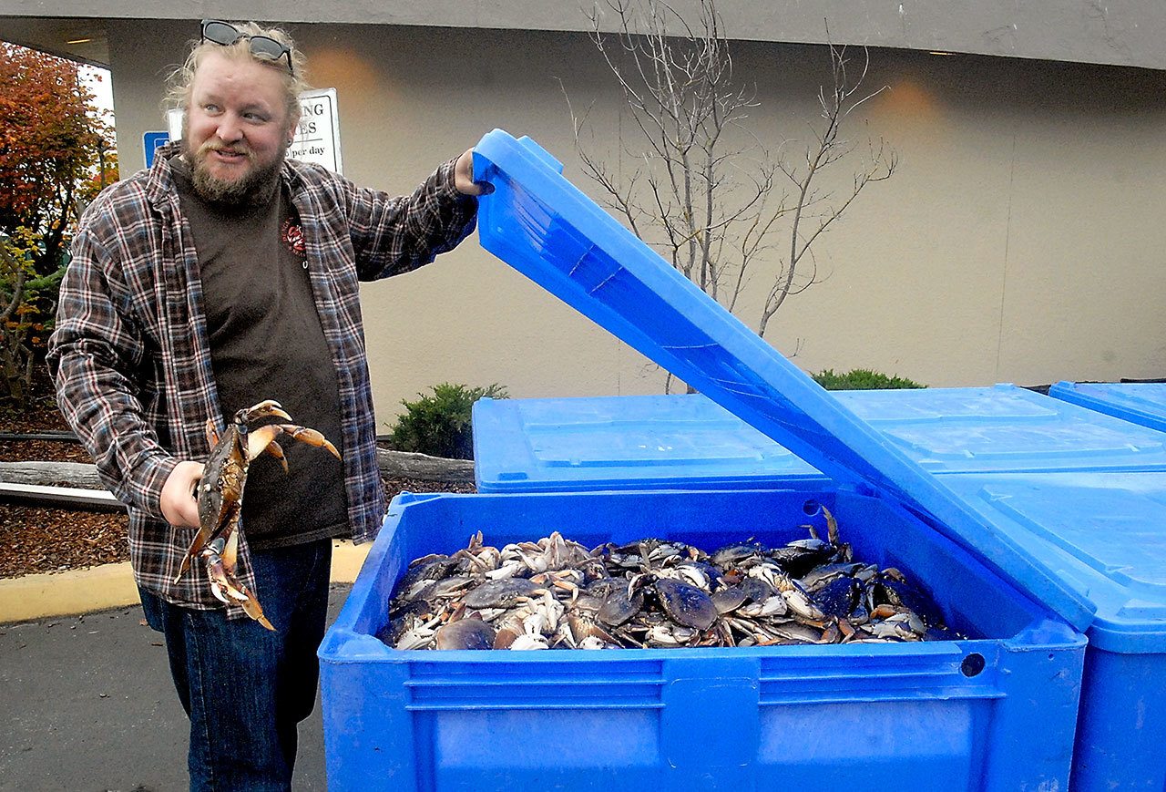 Festival worker Chris Wagnon of Sequim examines the contents of shipping crates filled with live crabs destined for consumption during the 15th annual Dungeness Crab & Seafood Festival, which begins today on the Port Angeles waterfront. Admission to the three-day festival is free with crab dinners and other culinary specialties available for purchase. The event also features a weekend crab derby, cooking demonstrations, crafts and other activities. (Keith Thorpe/Peninsula Daily News)