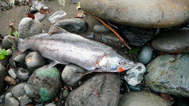 OUTDOORS: State confirms Dungeness River will open to hatchery coho retention Sunday