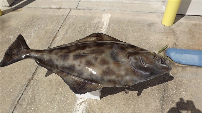 OUTDOORS: Proposed halibut season options put Port Angeles Halibut Derby in jeopardy