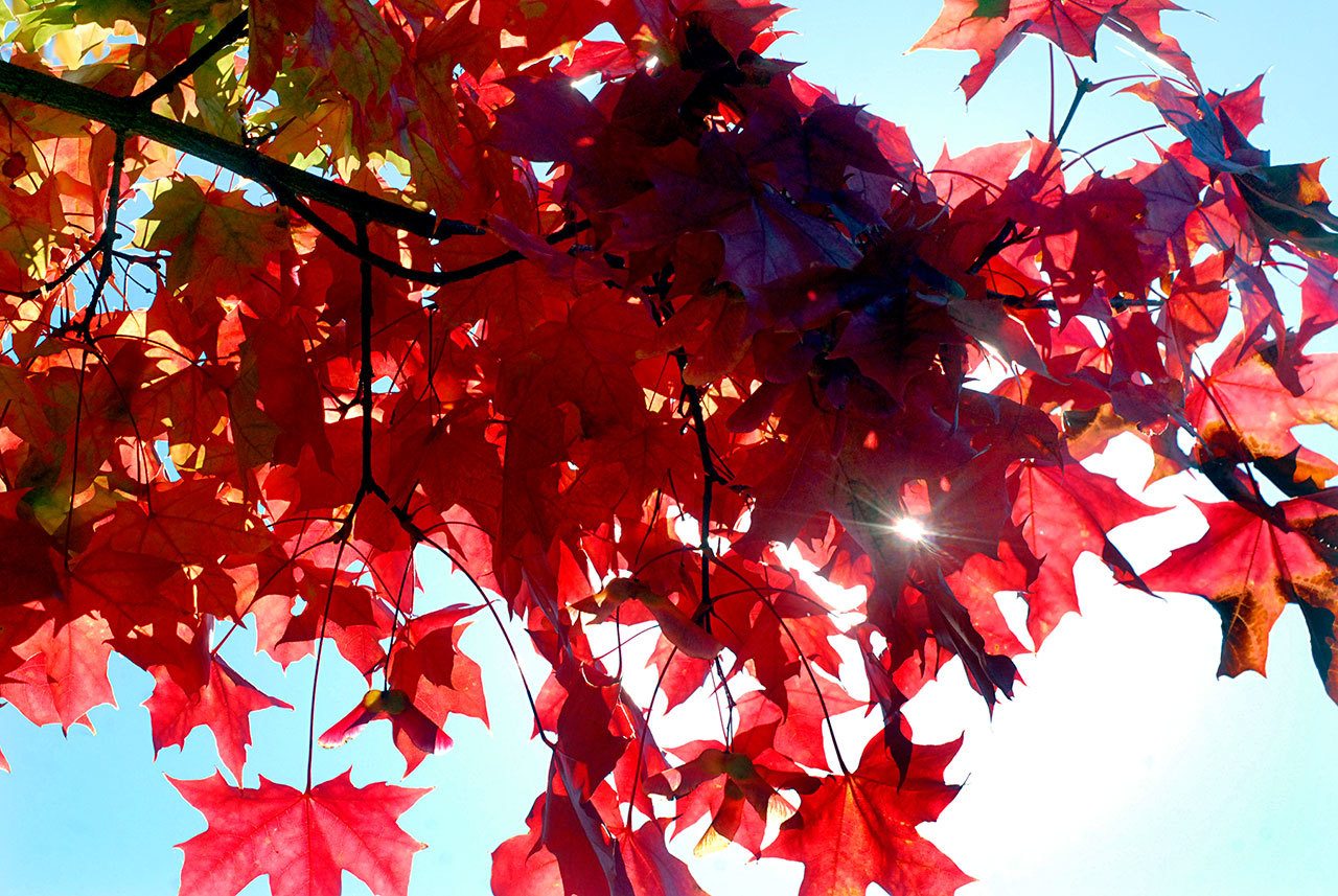 Peninsula fall foliage primed for viewing | Peninsula Daily News