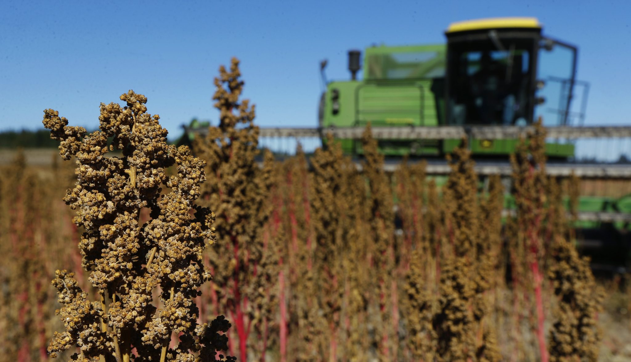 Farmer Sam McCullough uses his combine to harvest quinoa near Sequim. Quinoa, a trendy South American grain, barely has a foothold in American agriculture, but a handful of farmers and university researchers are working toward changing that. (Ted S. Warren/The Associated Press)