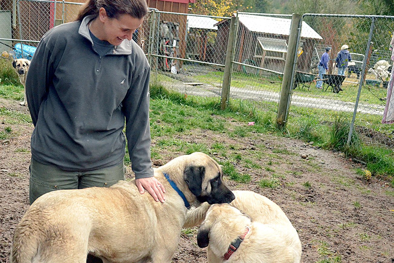 Animals rescued from Gardiner property recovered and ready for adoption