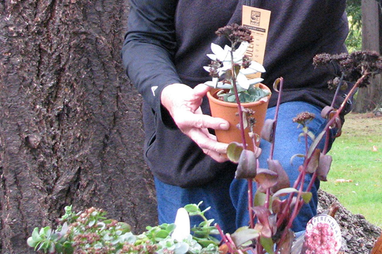 Master Gardener to discuss sedums at Nov. 10 event in Port Angeles