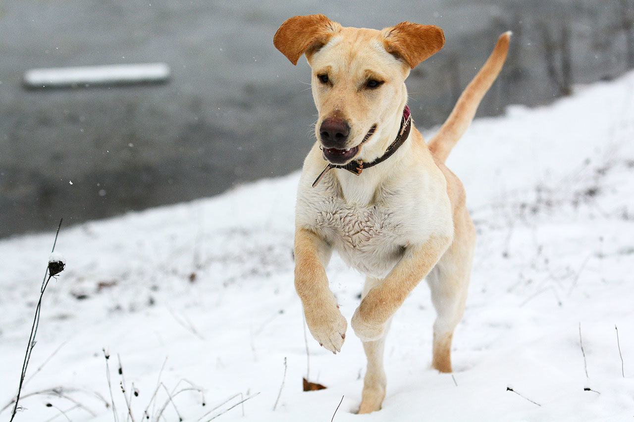 Lola, a 9-month-old puppy, runs through the snow at Lincoln Park in Port Angeles on Monday morning. (Jesse Major/Peninsula Daily News)