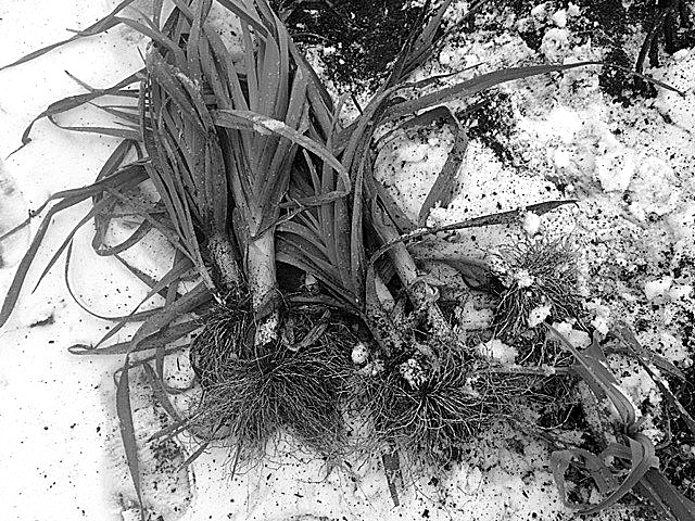 Leeks were recently picked from the snow-covered ground in Betsy Wharton’s garden. (Betsy Wharton/for Peninsula Daily News)