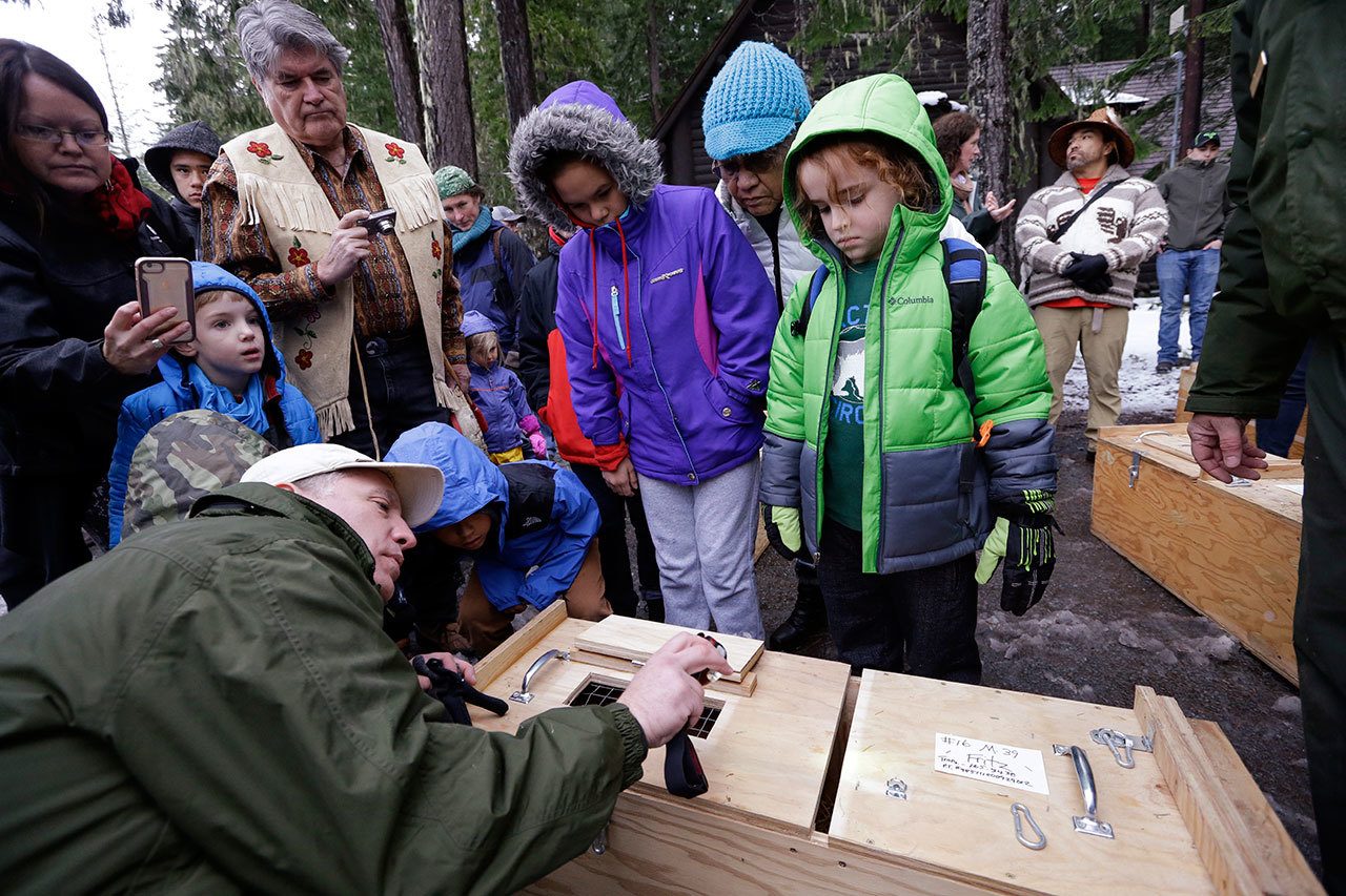 Visitors peer into a box holding a Pacific fisher Friday, Dec. 2 before the animal was released into a forest at Mount Rainier National Park. Pacific fishers, forest-dwelling weasel-like mammals whose numbers have declined in the West Coast throughout the decades, are slowly making a comeback in Washington state. The fisher was among 10 captured days earlier in British Columbia, and then released Friday as part of a multi-year effort to restore them to their historic range. (AP Photo/Elaine Thompson)