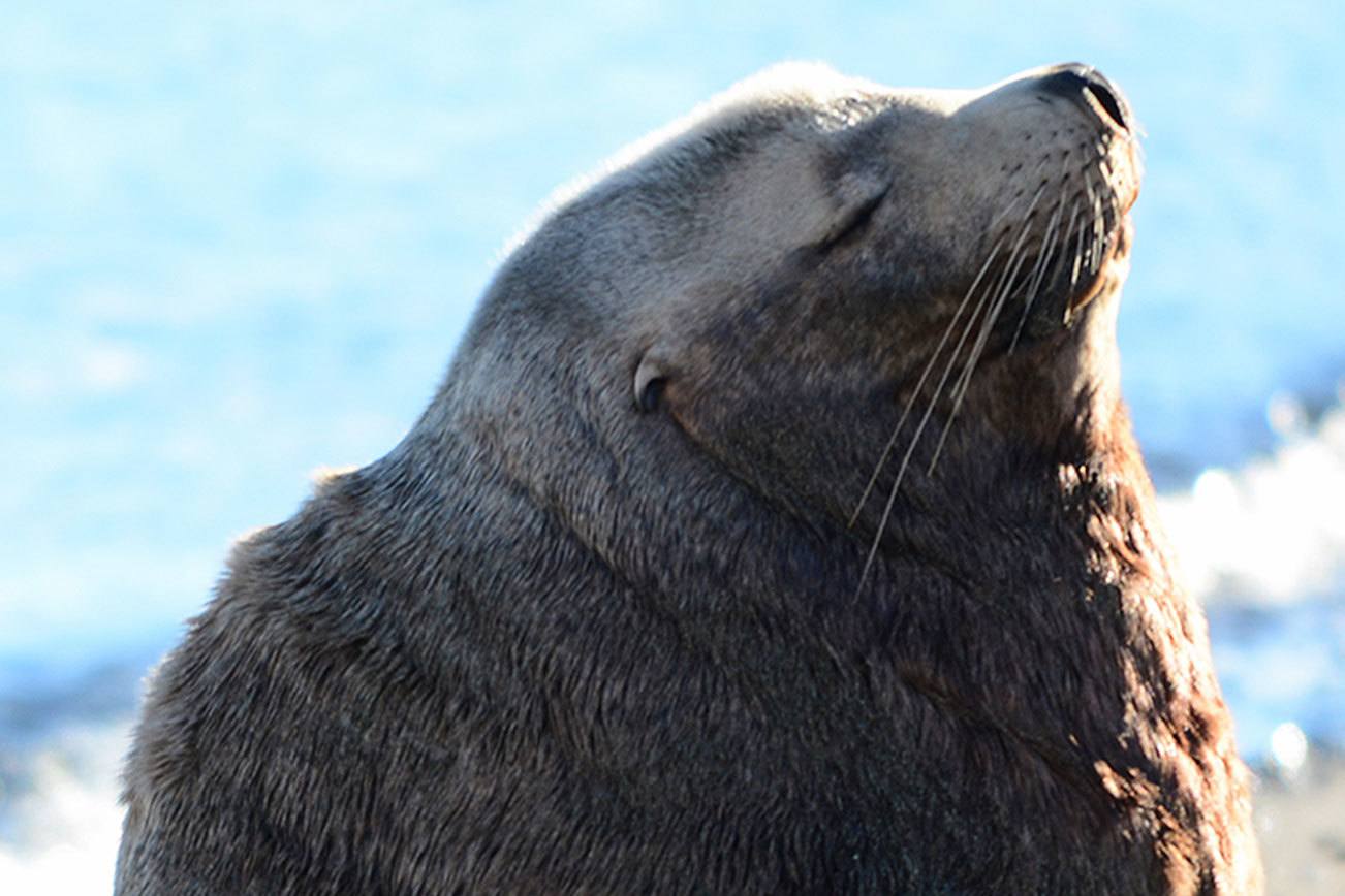 Beached sea lion is cause for concern for Feiro Marine Life Center