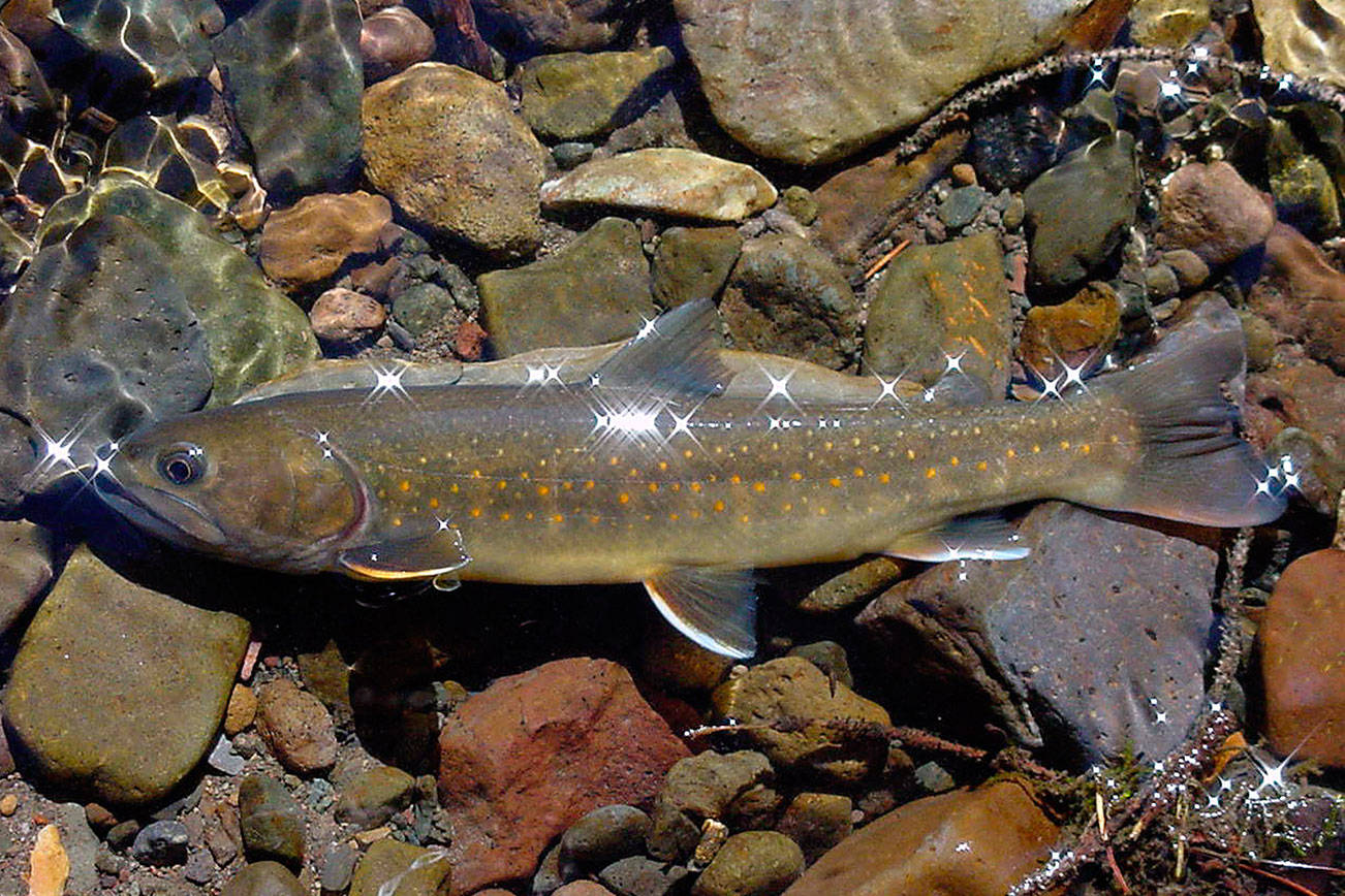 Bull trout lawsuit targeting Columbia Basin dams dismissed