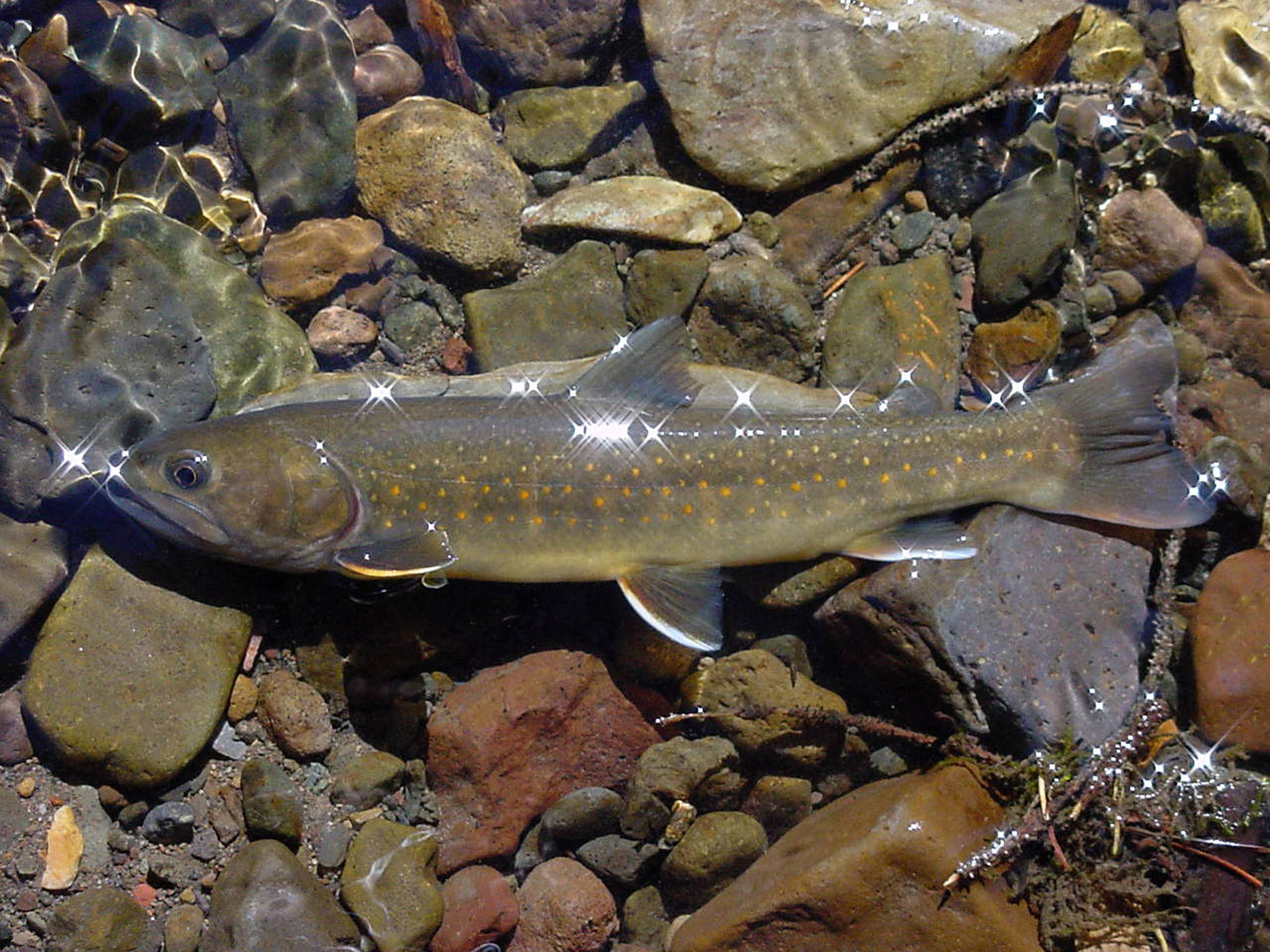 This undated photo provided by the U.S. Forest Service shows a bull trout in the Little Lost River in Idaho. (Bart Gamett/U.S. Forest Service via AP)