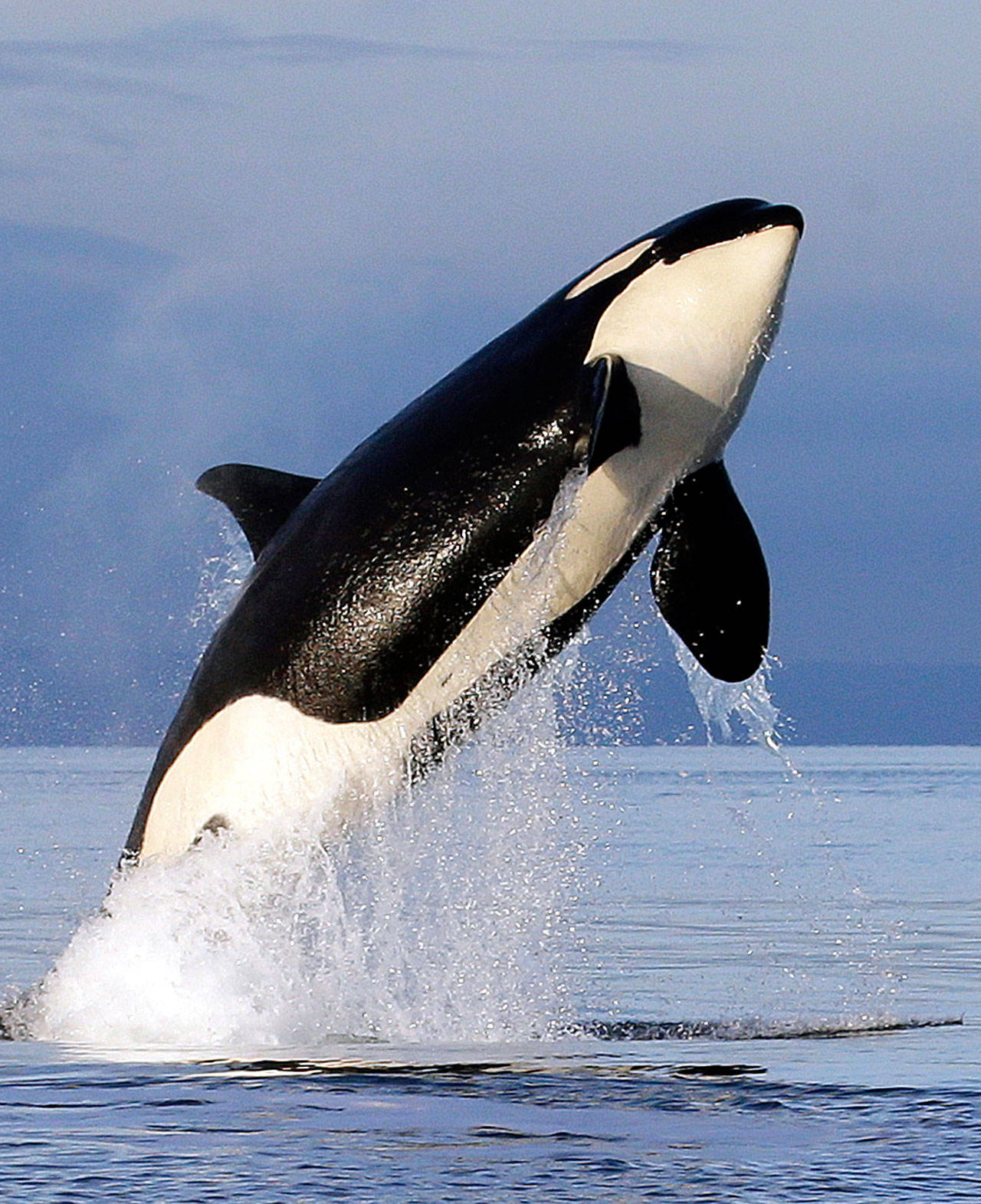 In this Jan. 18, 2014, photo, a female orca leaps from the water while breaching in Puget Sound west of Seattle, as seen from a federal research vessel that had been tracking the whale. (Elaine Thompson/The Associated Press)