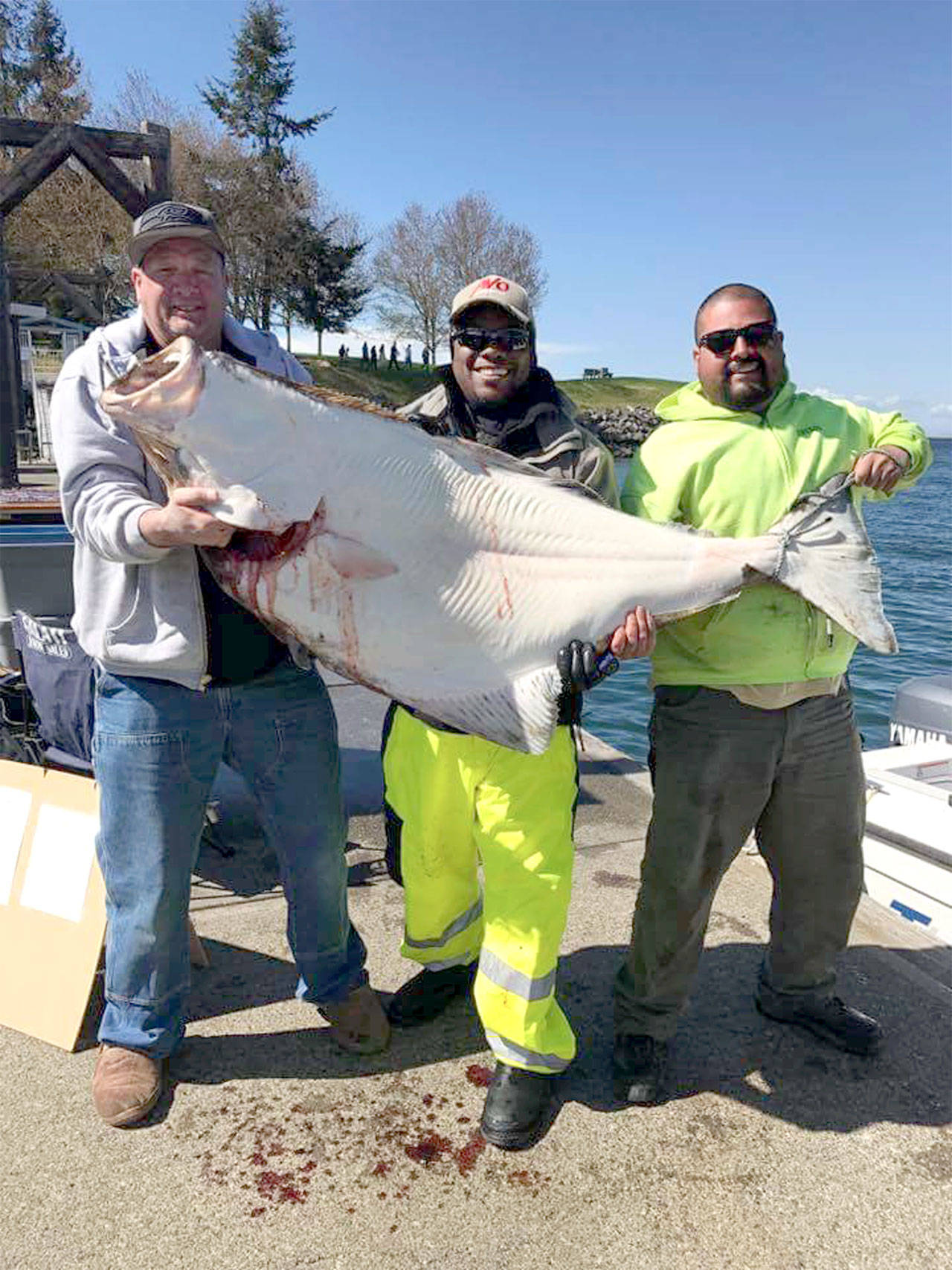 Graham’s Mark Schaecher, left, caught this 115-pound halibut Saturday near the Dungeness Spit Lighthouse with the help of friends Tino Flores and Tyrome Walker.