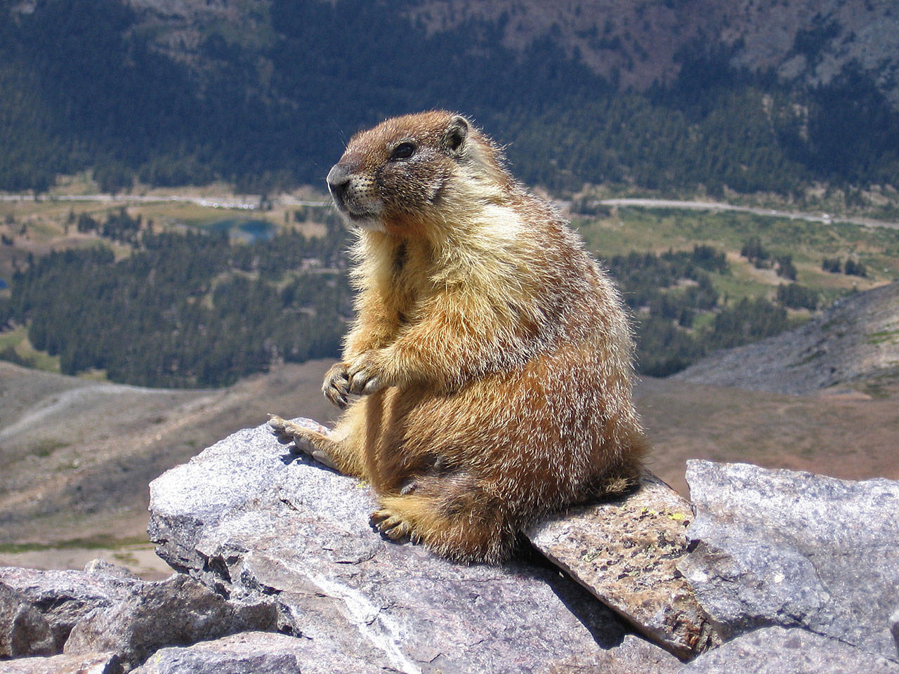 A marmot is seen on top of Mount Dana in Yosemite, Calif. (Inklein via Wikipedia)