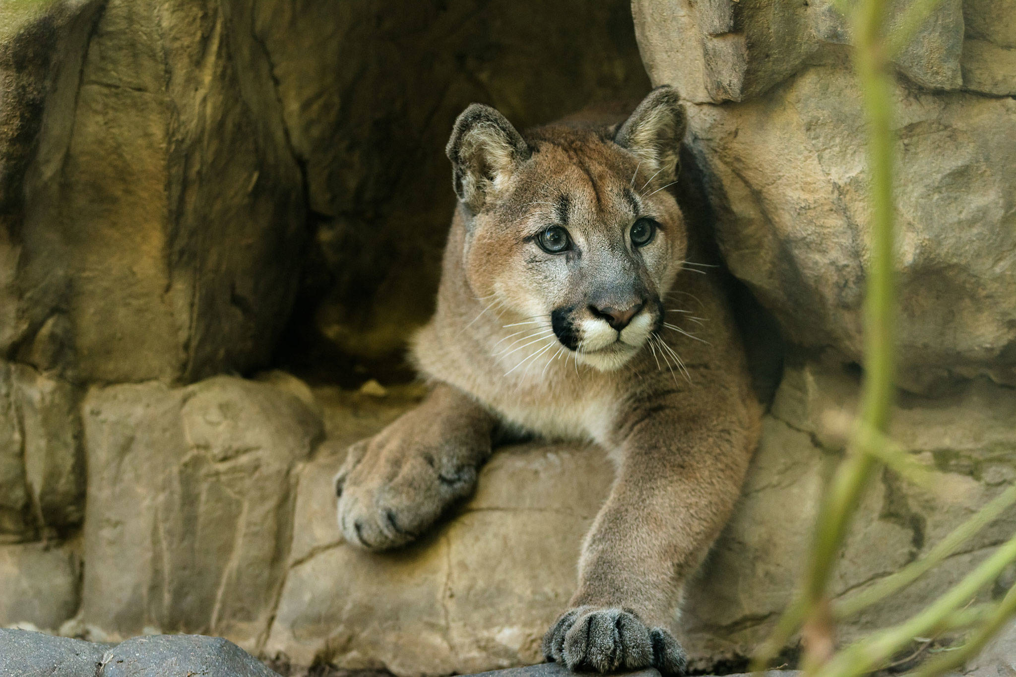 Cougar Named Sequim Found In Joyce Now Featured In Minnesota Zoo