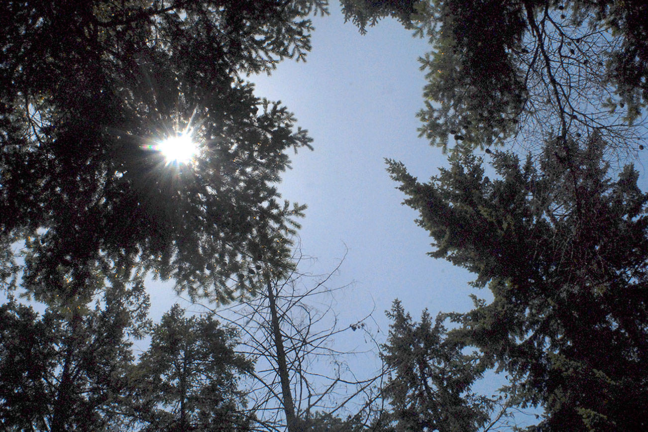 Carving option floated for tree removal at Lincoln Park