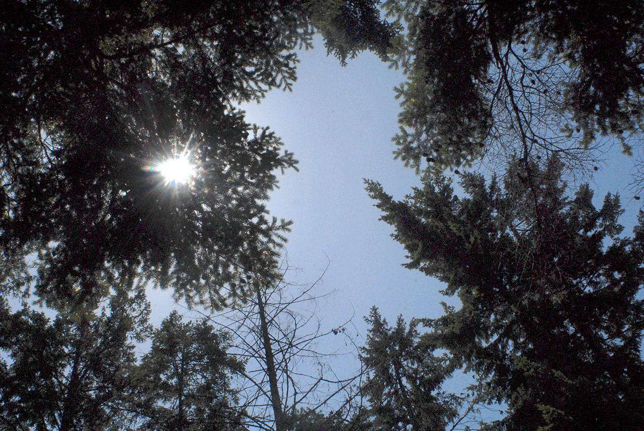 Sunlight filters through branches in a stand of trees at the west edge of Lincoln Park in Port Angeles. (Keith Thorpe/Peninsula Daily News)