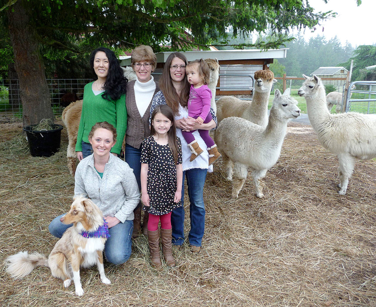 Dyefeltorspin festival celebrates fiber; alpaca shearing set for Sunday