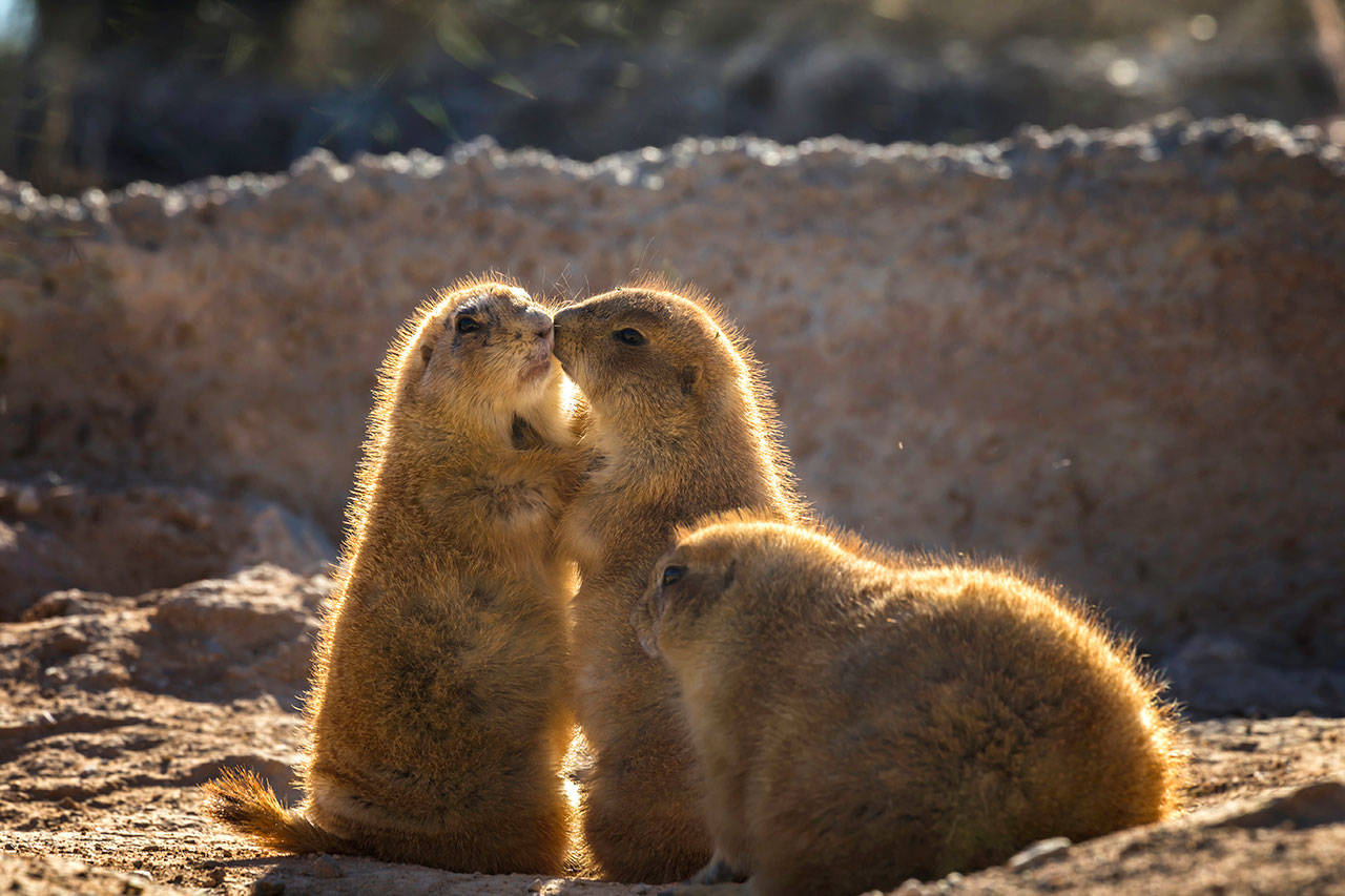 This 2013 photo provided by the estate of Rita Poe shows black-tailed prairie dogs. (Rita Poe/estate of Rita Poe, via AP)