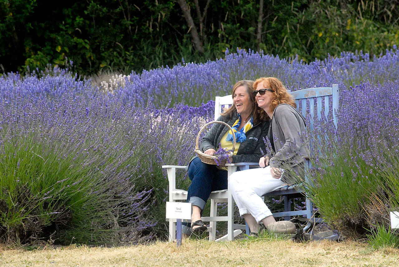 Donna Curran of Gig Harbor, left, and Diane Henn of Doylestown, Pa., sit on a bench at the edge of a lavender field at The Lavender Connection, a participating farm on Sequim Lavender Weekend. (Keith Thorpe/Peninsula Daily News)