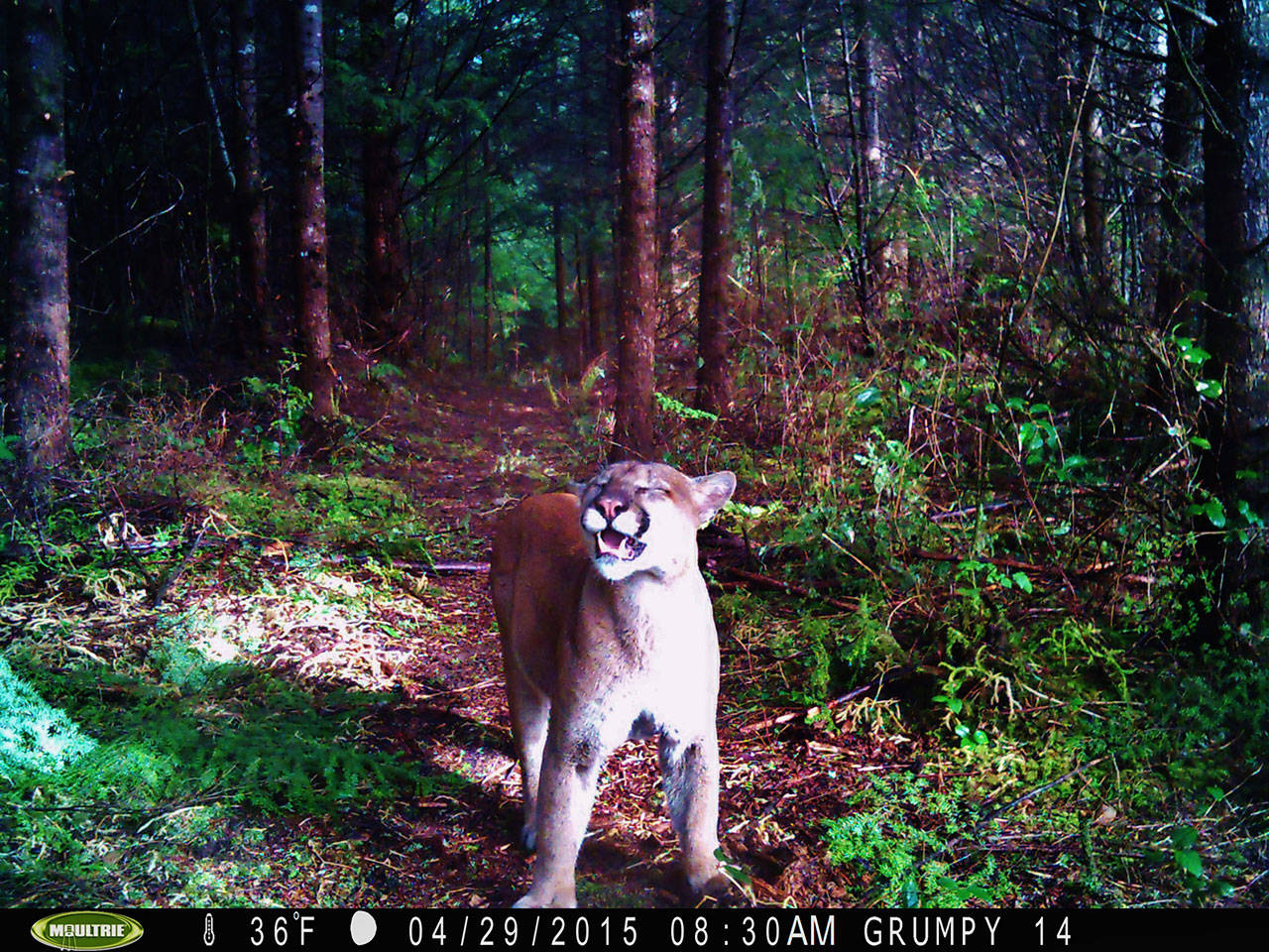 A cougar saunters by a trail camera at 8:30 a.m. April 29, 2015, west of the Bogachiel River near Dead Dog Flats. (Dan Anderson)