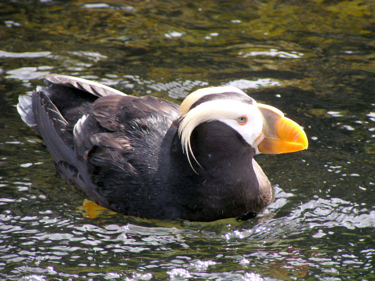 The Port Townsend Marine Science Center’s Puffin Cruises, which explore the various birds and sea life that occupy Protection Island near the mouth of Discovery Bay, kick off their summer season Saturday. (PTMSC)