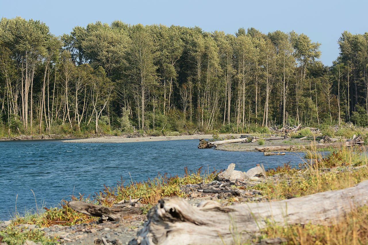 The Coastal Watershed’s Institute’s efforts to restore and increase access to a portion of the Elwha River mouth are at a halt as the nonprofit struggles to gain funding to finish the project. (Jesse Major/Peninsula Daily News)