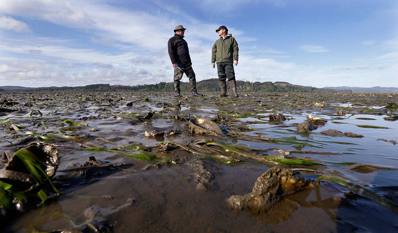 Don Gillies, left, who farms about 45 acres of oysters, and Eric Hall, a manager for Taylor Shellfish, stand at low tide on an oyster bed of yearlings, growing on the large “mother” shells planted throughout the bed in Willapa Bay near Tokeland in May 2015. (Elaine Thompson/The Associated Press)