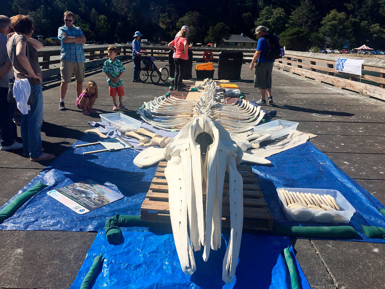 Marine science center displays bones of gray whale destined to become a new exhibit