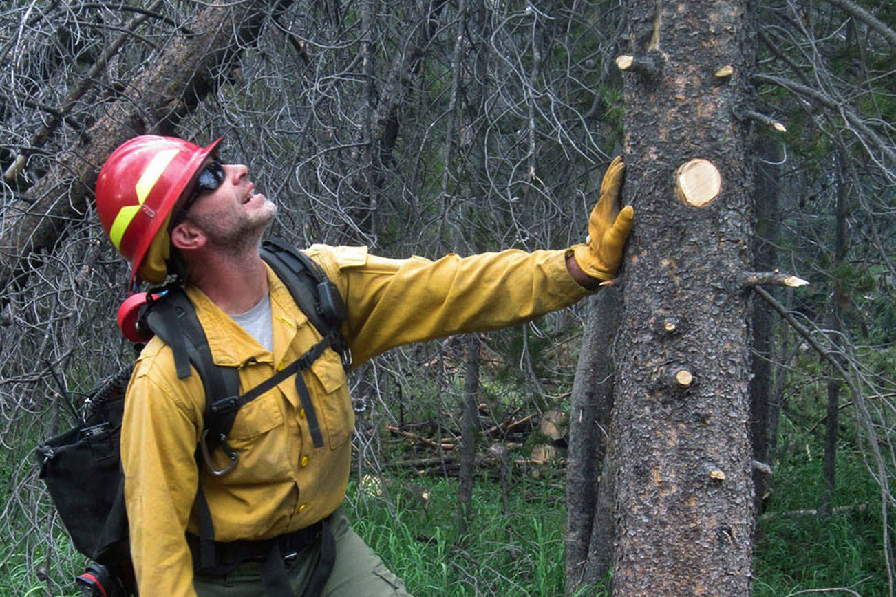 Billions of dead trees force U.S. fire crews to shift tactics