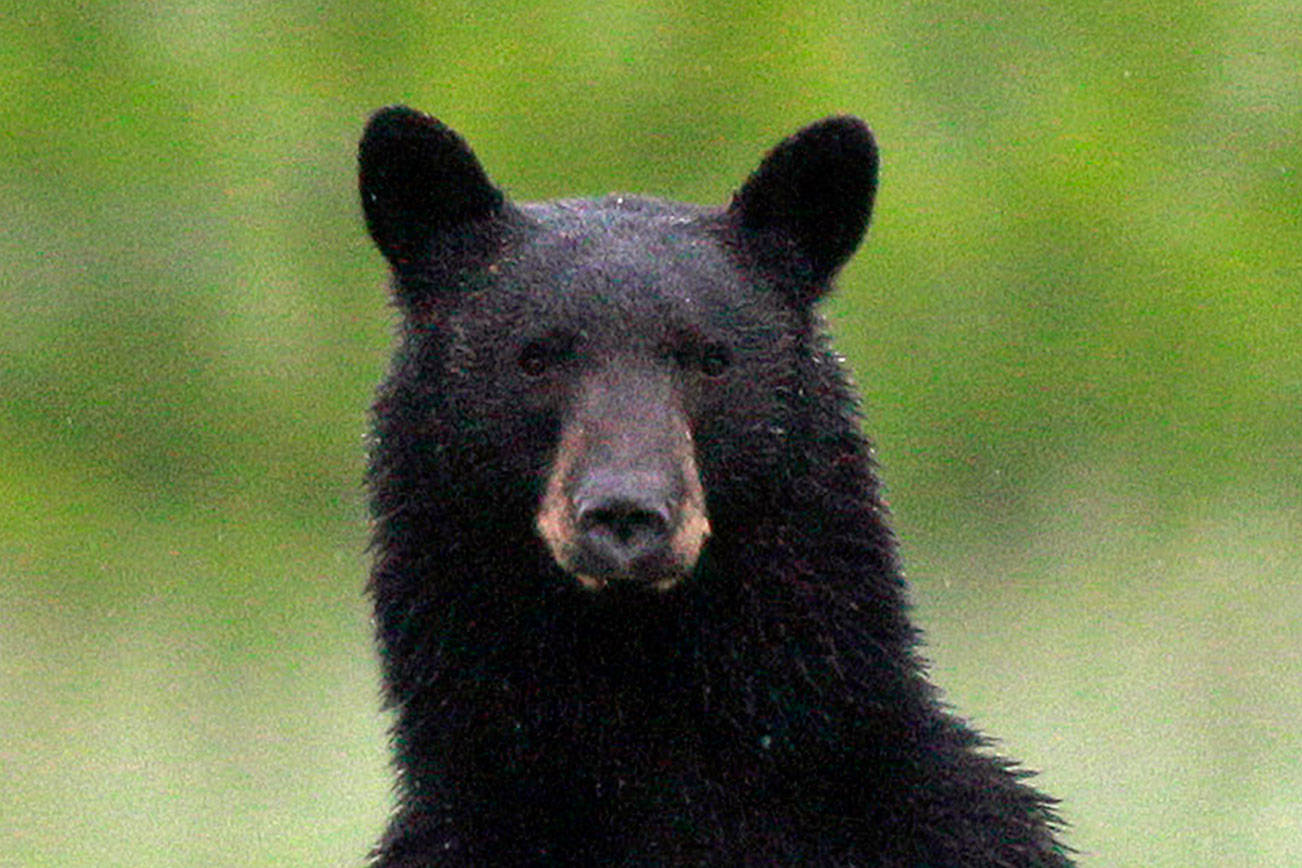 Charges urged for alleged poaching ring in Washington, Oregon