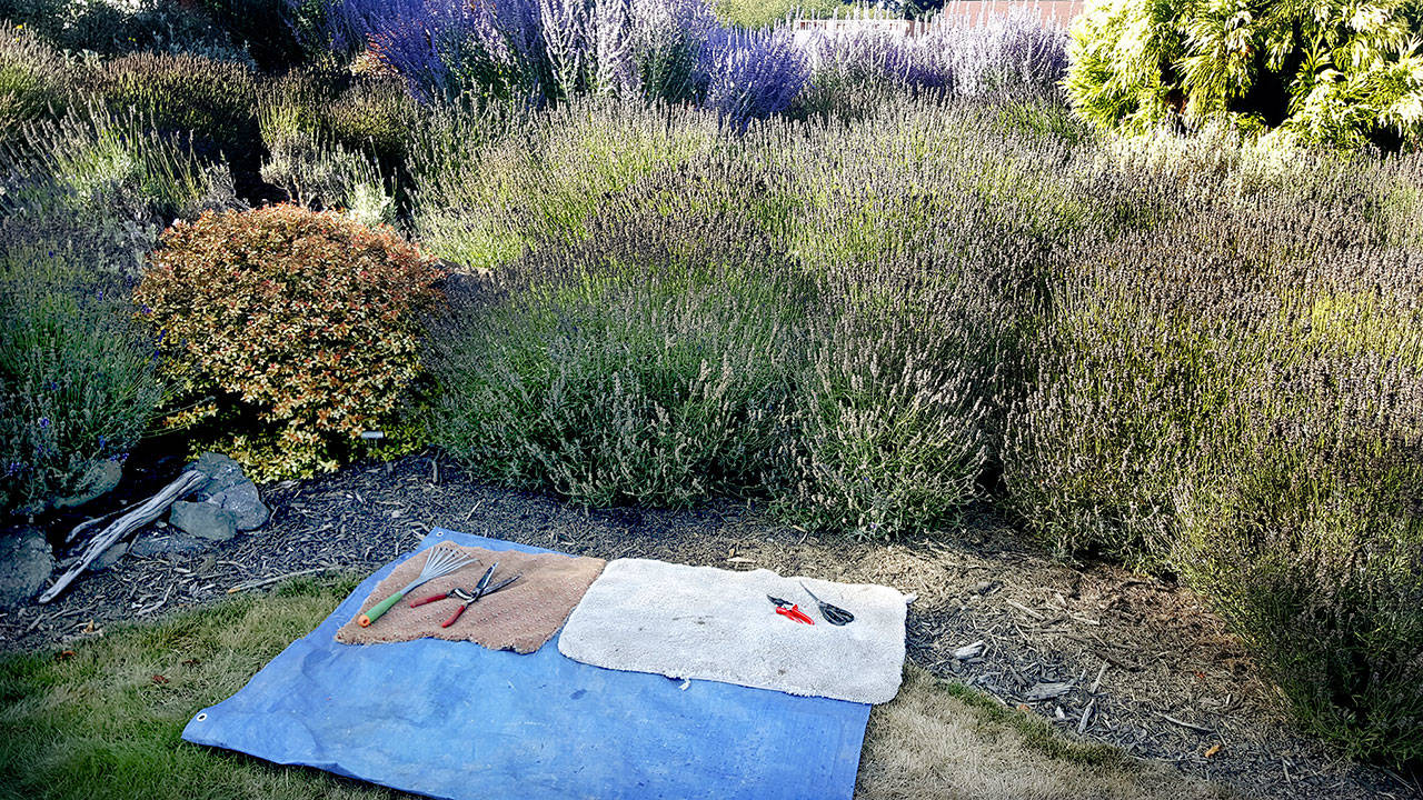 Now is the time to cut back your perennials and lavender. The key is to cut the flower and only the slightest tips. Here is a before shot. (Andrew May/for Peninsula Daily News)