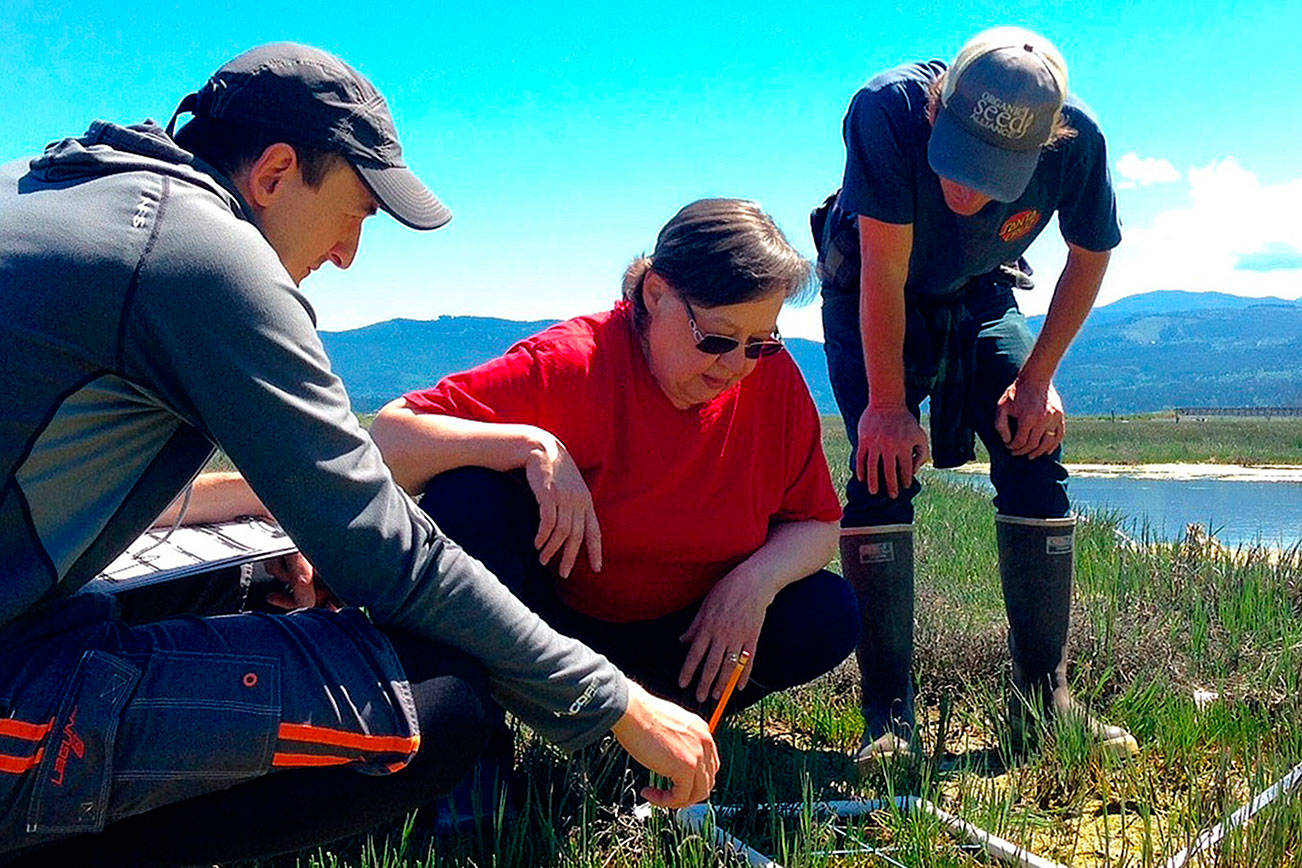 Dungeness hunt for green crab winding down for winter