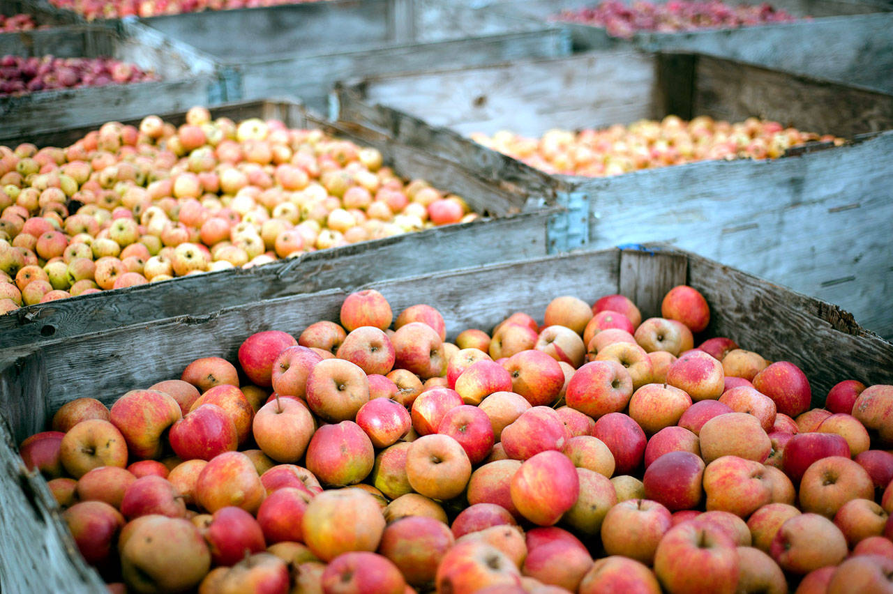 Firsttime festival celebrates apples, cider Peninsula Daily News