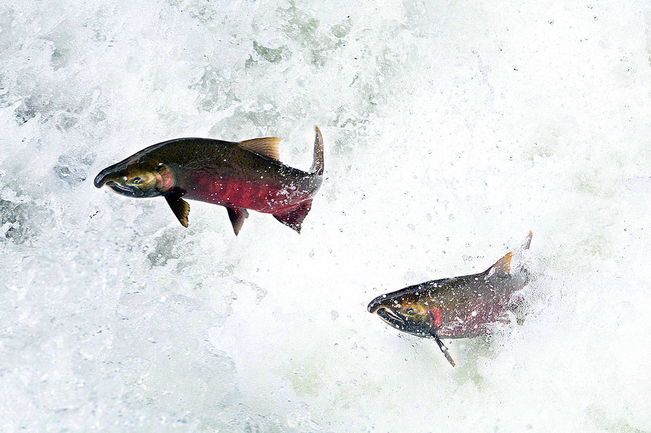 Salmon leap in the Salmon Cascades on the Sol Duc River on Friday. (Jesse Major/Peninsula Daily News)