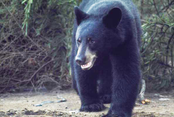 Black bear (Washington Department of Fish and Wildlife)