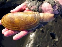 Razor clam (Washington Department of Fish and Wildlife)