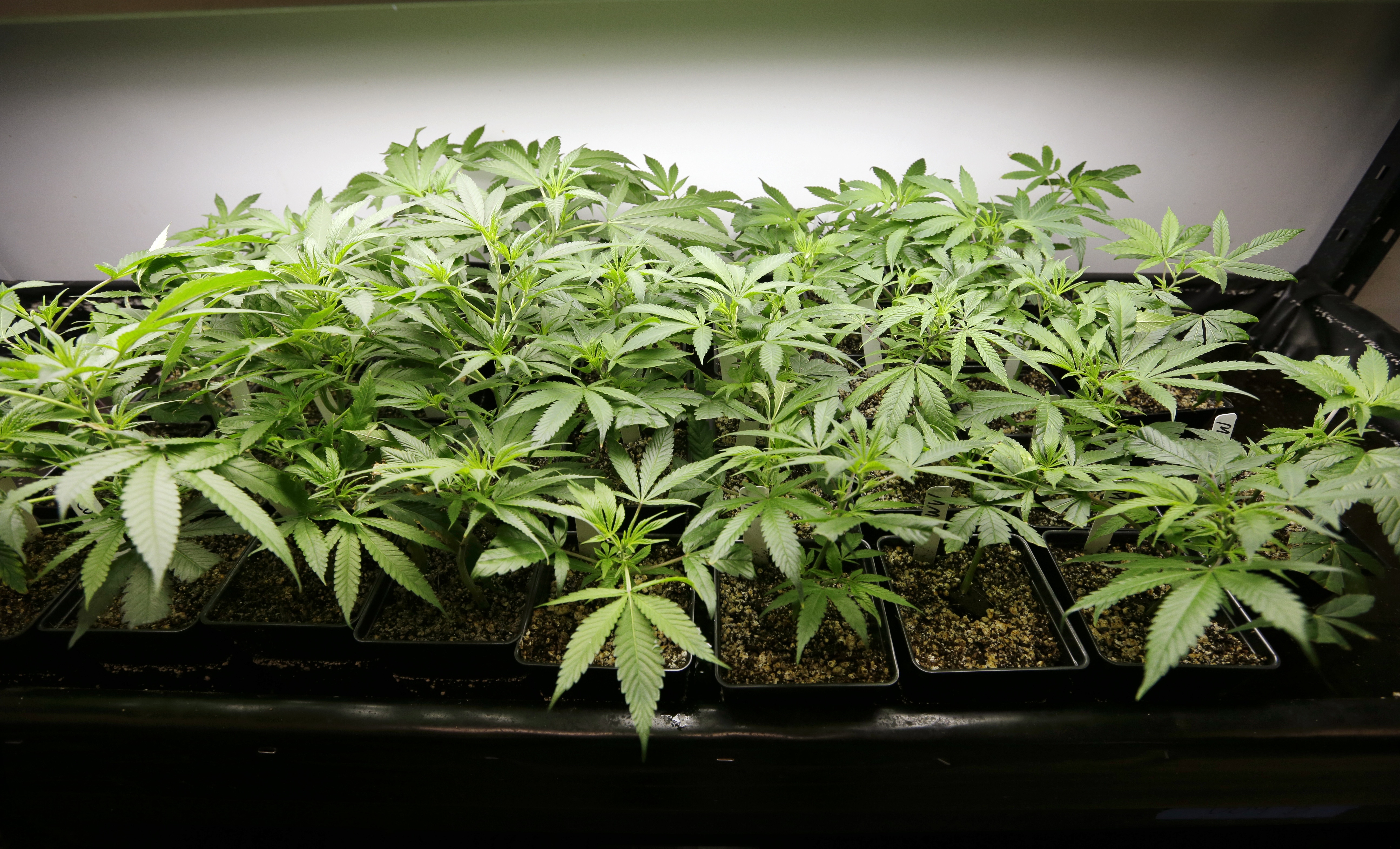 A marijuana "grow" operation. ()