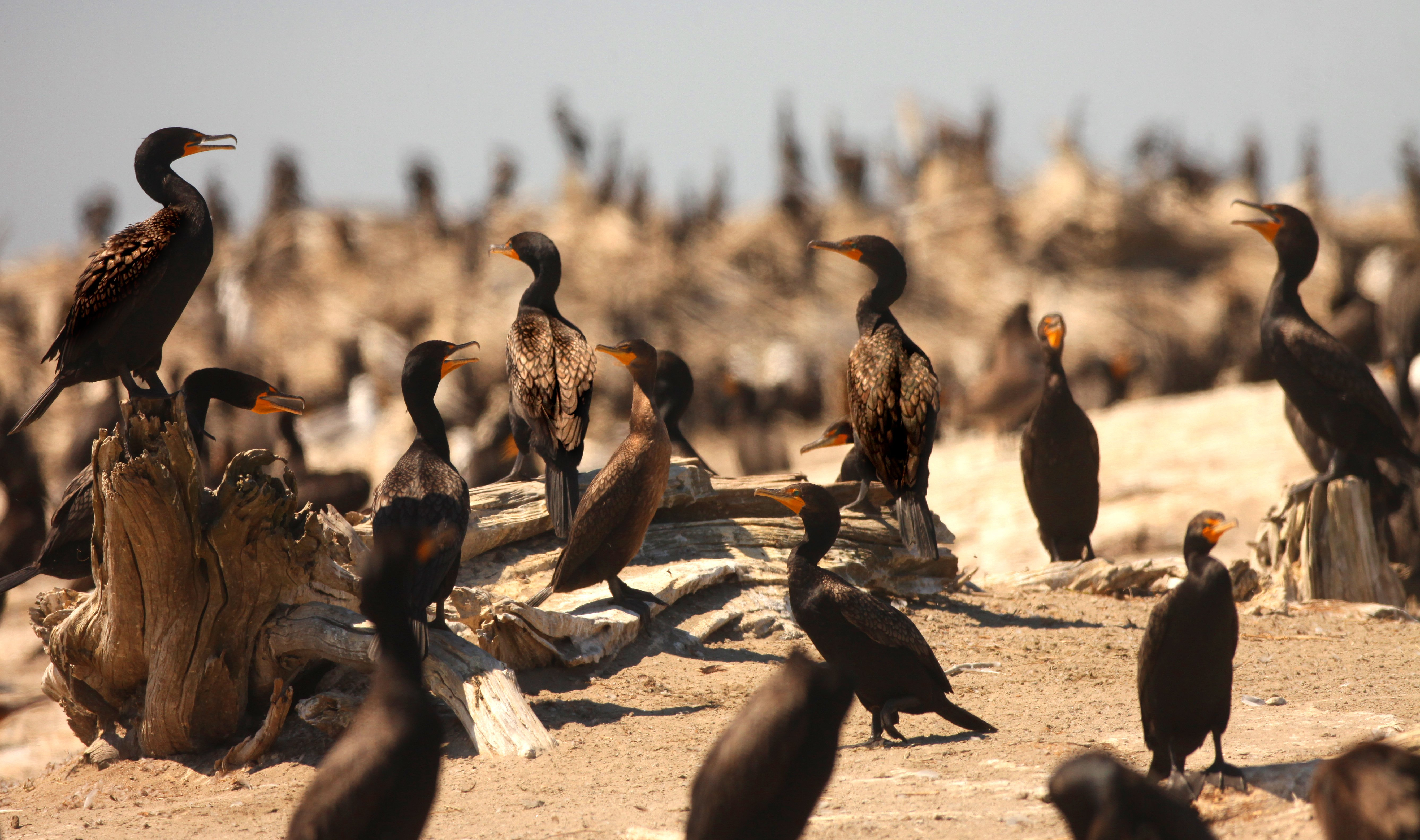 Double breasted cormorants on East Sand Island in the Columbia River near Ilwaco. (The Associated Press)