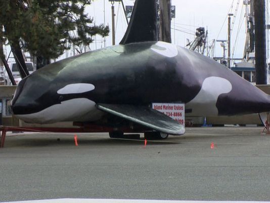 Island Mariner Cruises' replica orca. (KING-TV