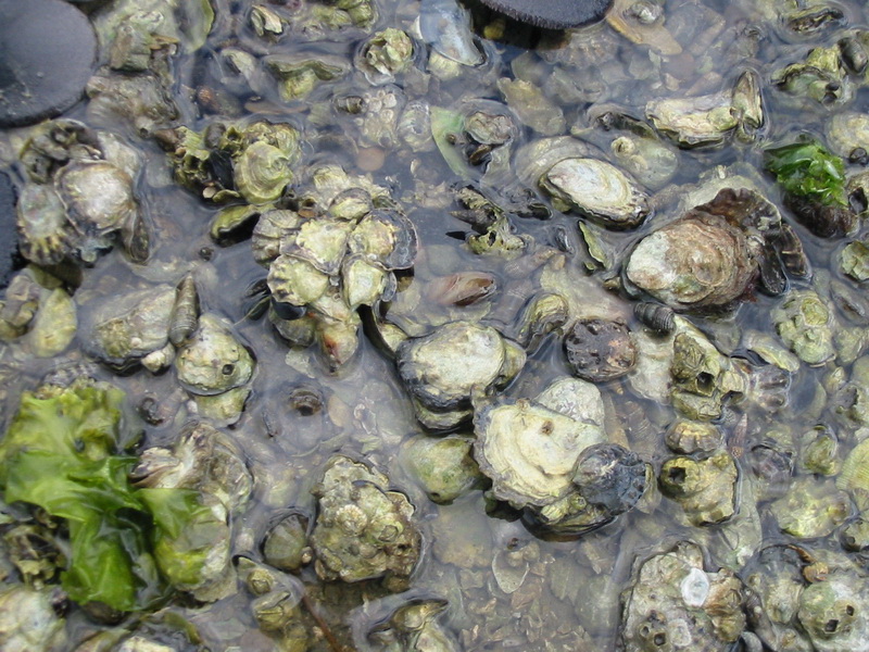 Olympia oysters (National Oceanic and Atmospheric Administration)