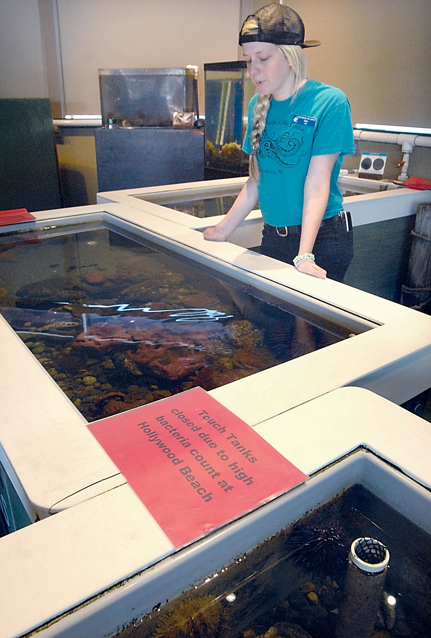 Feiro Marine Life Center's Disa Wilson looks over one of the center's touch tanks that were closed after unsafe bacteria levels were detected at nearby Hollywood Beach. Feiro draws water for its exhibits from the same section of Port Angeles Harbor. Keith Thorpe/Peninsula Daily News