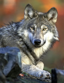 Gray wolf U.S. Fish and Wildlife Service