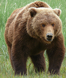 Grizzly bear Montana Fish and Wildlife