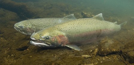 A pair of steelhead. Peninsula Daily News file photo